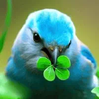 四つ葉のクローバーを咥えている青い鳥