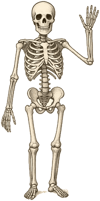 案内のポーズをしている骸骨